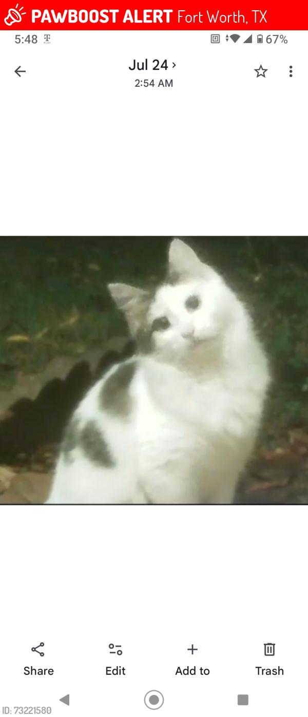 Lost Unknown Cat last seen Berry, Fort Worth, TX 76110