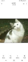 Lost Unknown Cat last seen Berry, Fort Worth, TX 76110