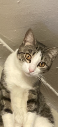 Lost Female Cat last seen Northern and 32nd avenue, Queens, NY 11369