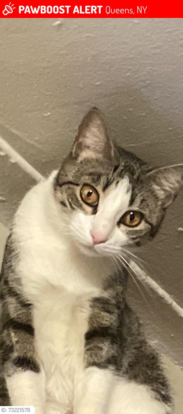 Lost Female Cat last seen Northern and 32nd avenue, Queens, NY 11369