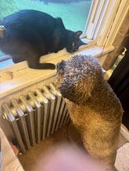 Reunited Male Cat last seen Riblett Lane, Wilmington, DE 19808