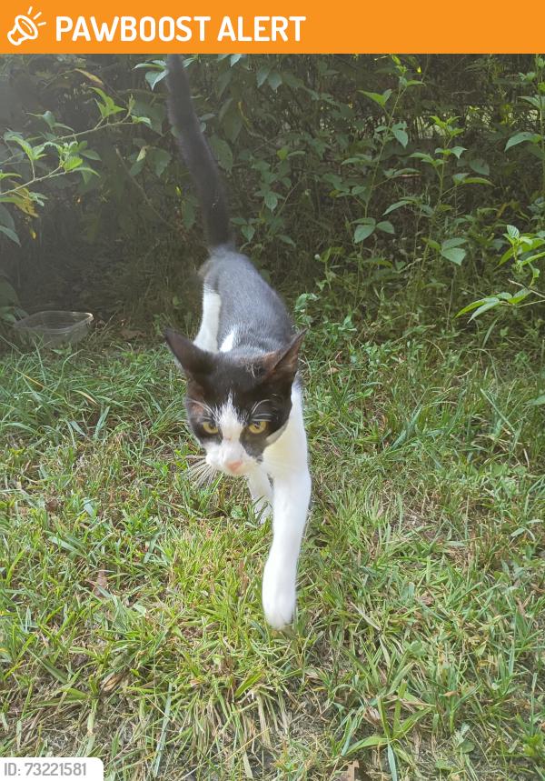 Found/Stray Male Cat last seen Close to the four way at the end of the street, Whitfield County, GA 30721