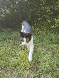 Found/Stray Male Cat last seen Close to the four way at the end of the street, Whitfield County, GA 30721