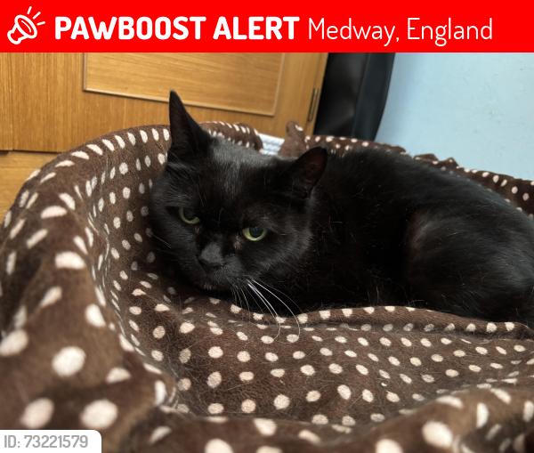 Lost Female Cat last seen Sussex drive Walderslade. ME5 0NR, Medway, England 