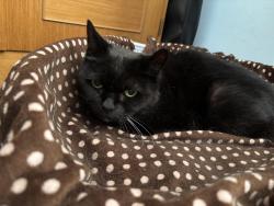 Lost Female Cat last seen Sussex drive Walderslade. ME5 0NR, Medway, England 