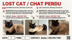 Lost Male Cat last seen Rue Garnier, Montréal, QC H2E 2A4, Montréal, QC H2E 2A4