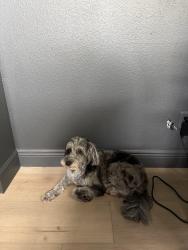 Reunited Female Dog last seen Near Via Roma Circle Clermont FL 34711, Clermont, FL 34711