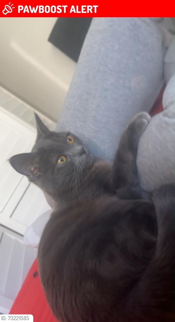 Lost Female Cat last seen Near Waterway avenue, Greater London, England SE13 7GB