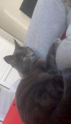 Lost Female Cat last seen Near Waterway avenue, Greater London, England SE13 7GB