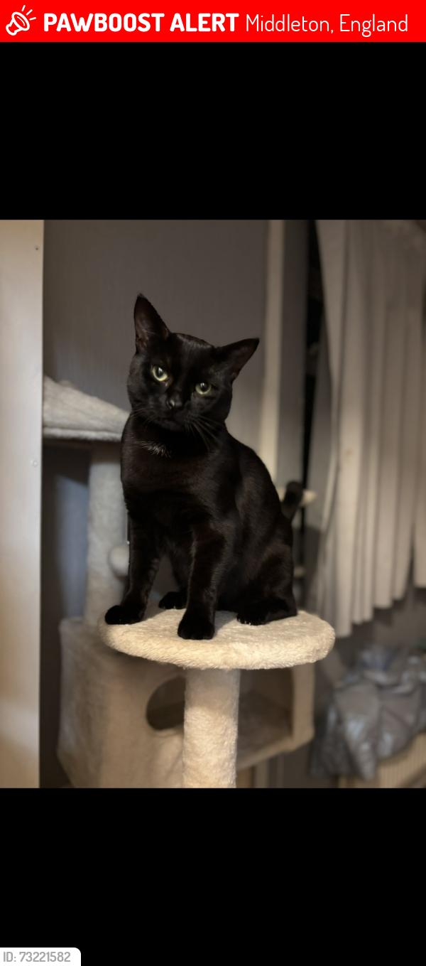 Lost Male Cat last seen missing from latrigg crescent, Middleton, England 