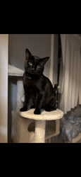 Lost Male Cat last seen missing from latrigg crescent, Middleton, England 