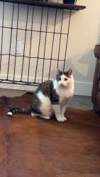 Lost Male Cat last seen Ivings drive and ridges street intersection, Saugeen Shores, ON N0H 2C1