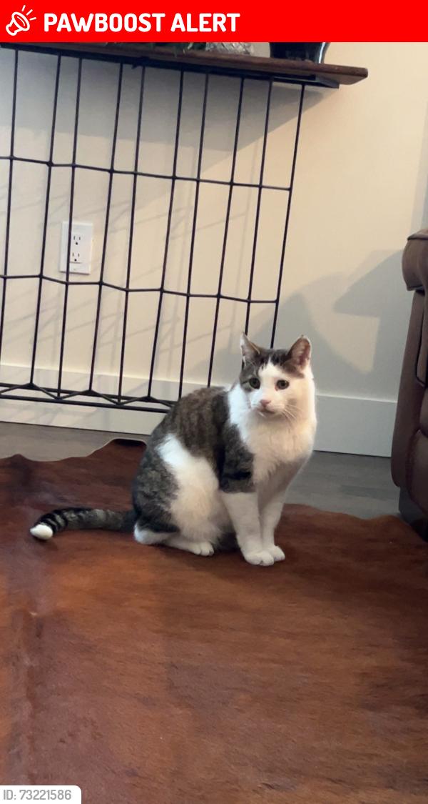 Lost Male Cat last seen Ivings drive and ridges street intersection, Saugeen Shores, ON N0H 2C1