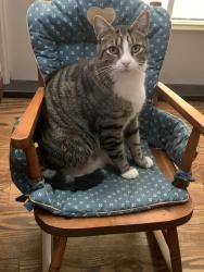 Lost Male Cat last seen Silverstone dr, Inman, SC 29349