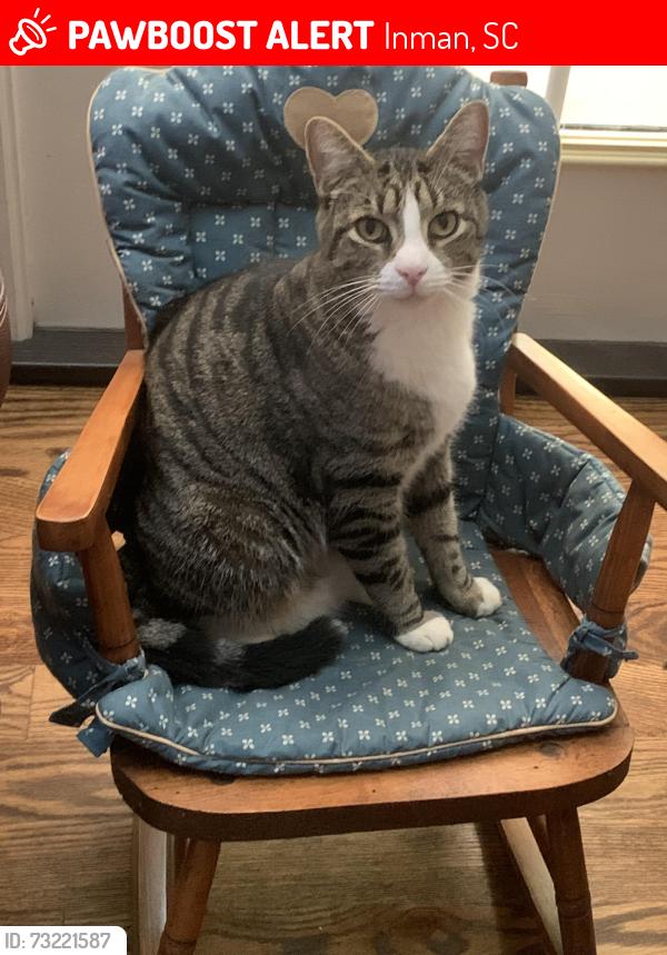 Lost Male Cat last seen Silverstone dr, Inman, SC 29349