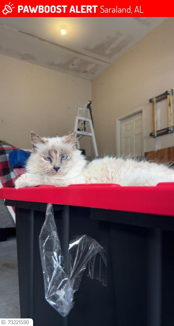 Lost Female Cat last seen Near Radcliff Rd, Saraland, AL 36571
