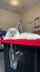 Lost Female Cat last seen Near Radcliff Rd, Saraland, AL 36571