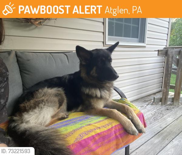 Found/Stray Male Dog last seen Parkesburg, Atglen, PA 19310