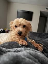 Lost Male Dog last seen Near harbor landing, Roswell, GA 30076