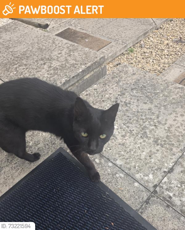 Found/Stray Unknown Cat last seen hses near Queens Fish Bar, Bishops Cleeve, England GL52 8EP