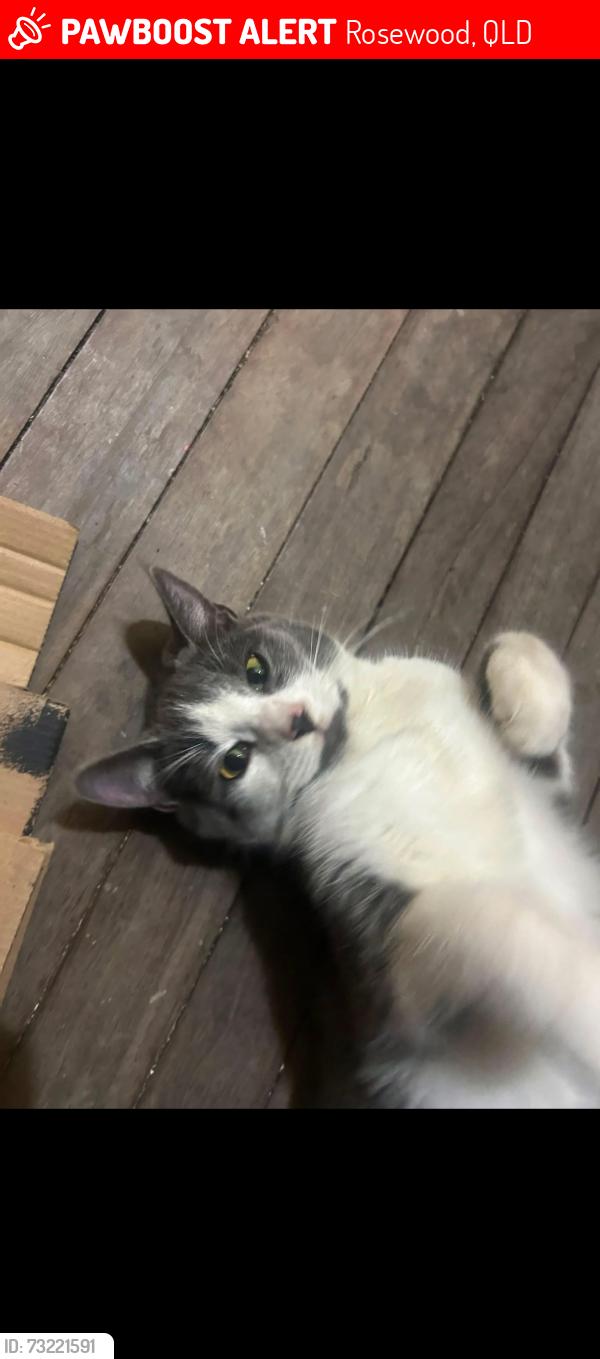 Lost Female Cat last seen Albert st rosewood, Rosewood, QLD 4340