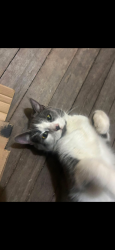Lost Female Cat last seen Albert st rosewood, Rosewood, QLD 4340