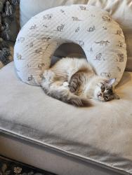 Lost Female Cat last seen New Ivo and Melton Road, Nundah, QLD 4012