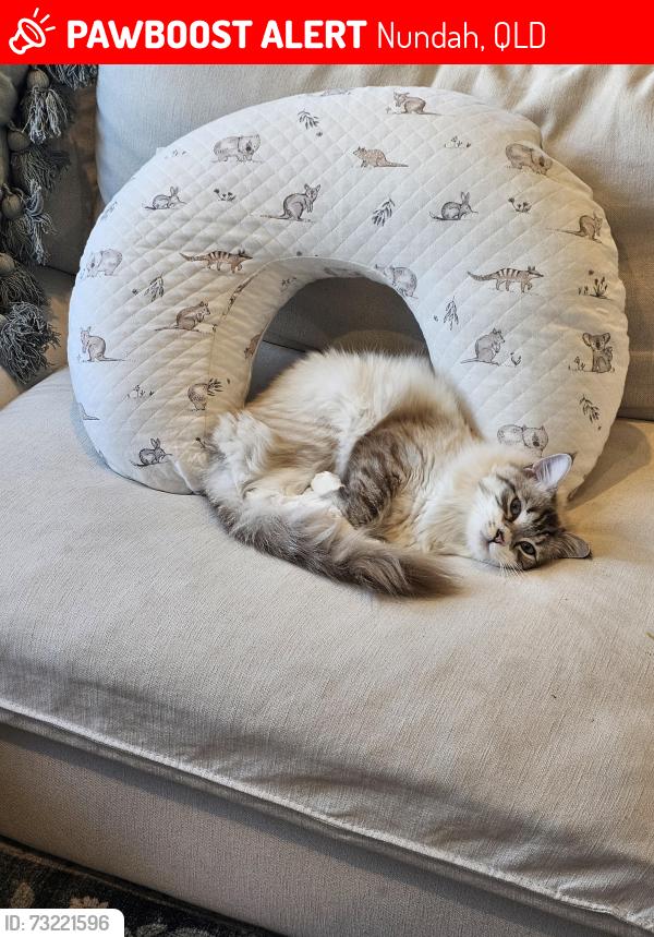 Lost Female Cat last seen New Ivo and Melton Road, Nundah, QLD 4012