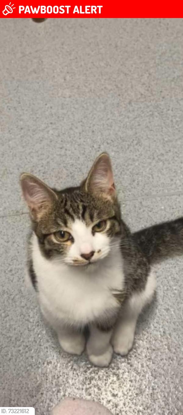 Lost Female Cat last seen Flint, Flintshire, Wales CH6 5UH
