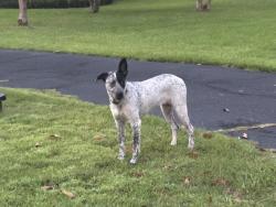 Found/Stray Unknown Dog last seen Wilkinson way close to Byrnes, Mobile, AL 36608