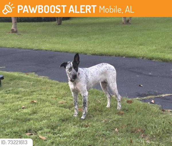 Found/Stray Unknown Dog last seen Wilkinson way close to Byrnes, Mobile, AL 36608