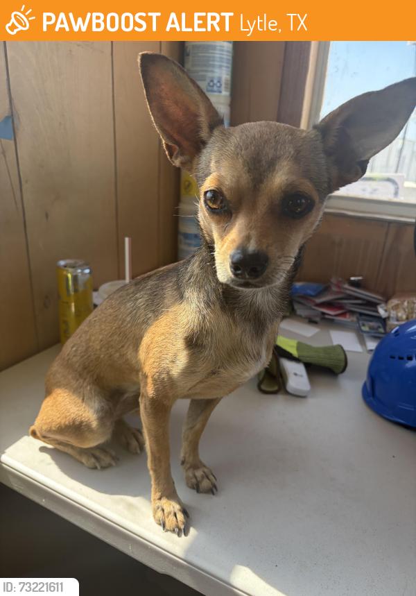 Found/Stray Female Dog last seen Main Street, county road 683, Lytle, TX 78052