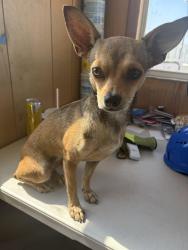 Found/Stray Female Dog last seen Main Street, county road 683, Lytle, TX 78052
