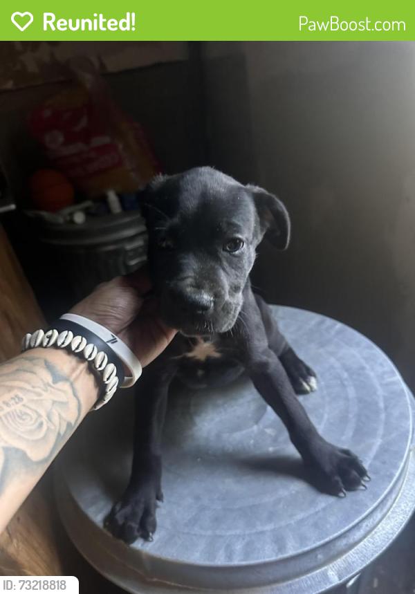Reunited Female Dog last seen Fields Chapel, Canton, GA 30114