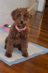 Reunited Female Dog last seen Hancock street & Swan street, Everett, MA 02149