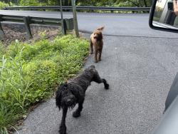 Found/Stray Unknown Dog last seen Cedar Springs Valley rd 37876, Sevier County, TN 37876