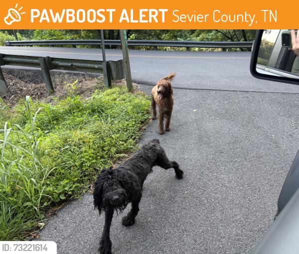 Found/Stray Unknown Dog last seen Cedar Springs Valley rd 37876, Sevier County, TN 37876