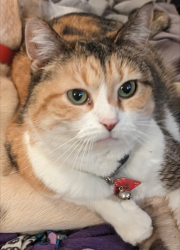 Lost Female Cat last seen Ridgewood Dr and Thackeray Dr in Bolingbrook, Bolingbrook, IL 60440