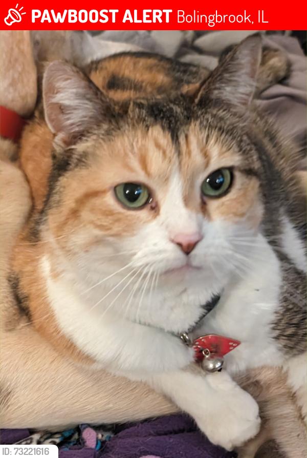 Lost Female Cat last seen Ridgewood Dr and Thackeray Dr in Bolingbrook, Bolingbrook, IL 60440