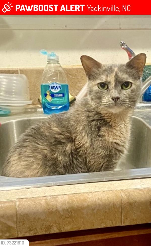 Lost Female Cat last seen Close to Jasper Road on Falcon Road, Yadkinville, NC 27055