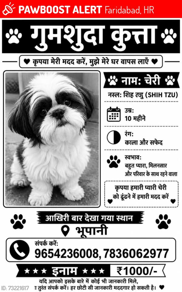 Lost Male Dog last seen At home, Faridabad, HR 