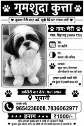 Lost Male Dog last seen At home, Faridabad, HR 