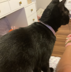 Lost Female Cat last seen Daintree neighborhood near Recco Place, Viera West, FL 32940
