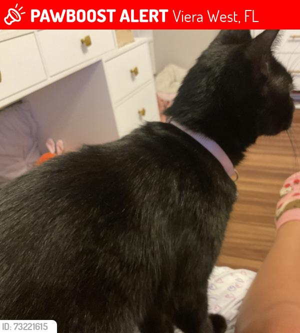 Lost Female Cat last seen Daintree neighborhood near Recco Place, Viera West, FL 32940