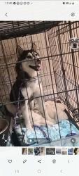 Found/Stray Female Dog last seen Fantastic, North Las Vegas, NV 89081