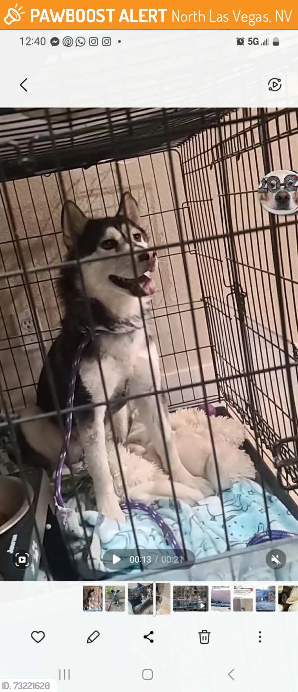 Found/Stray Female Dog last seen Fantastic, North Las Vegas, NV 89081
