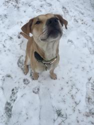 Lost Female Dog last seen Ringgold road Hankins road, Rock Spring, GA 30739