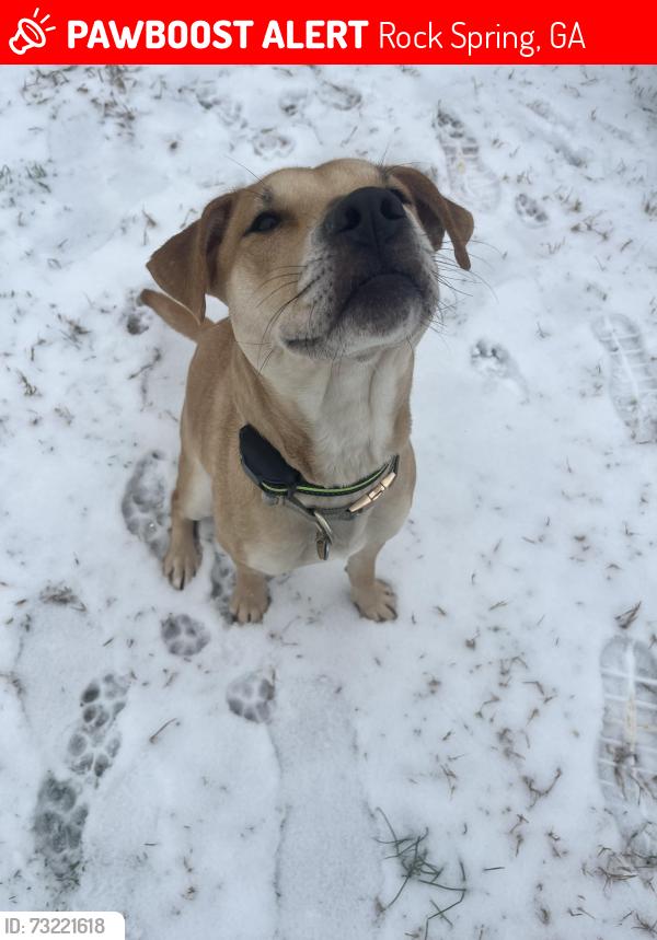 Lost Female Dog last seen Ringgold road Hankins road, Rock Spring, GA 30739