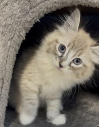 Lost Female Cat last seen Del Monte Avenue, Sutter County, CA 95991