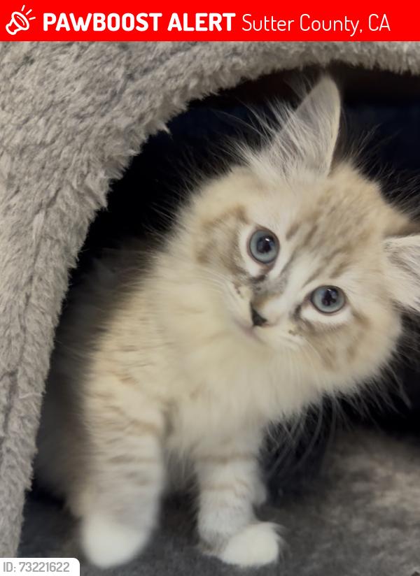 Lost Female Cat last seen Del Monte Avenue, Sutter County, CA 95991